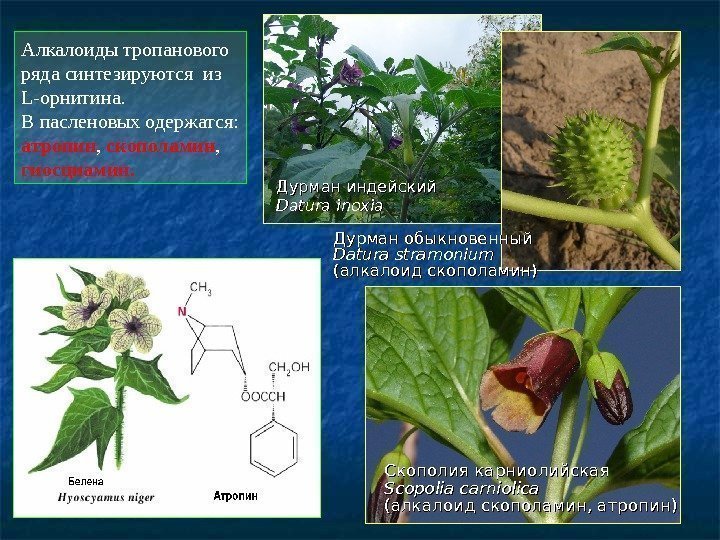   Дурман обыкновенный Datura stramonium  (алкалоид скополамин) Скополия карниолийская Scopolia carniolica (алкалоид