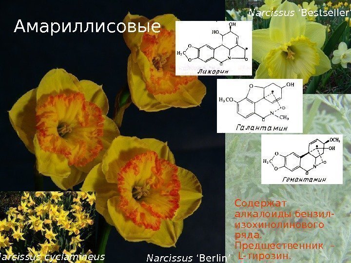   Амариллисовые Содержат  алкалоиды бензил- изохинолинового ряда.  Предшественник –  L-