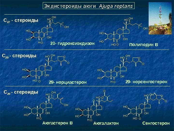   C 28 - стероиды  Экдистероиды аюги  Ajuga reptans  OH