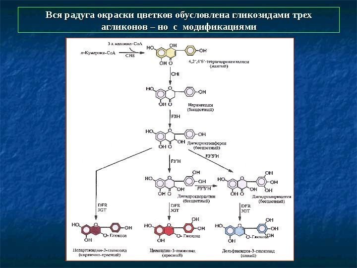   Вся радуга окраски цветков обусловлена гликозидами трех агликонов – но с модификациями