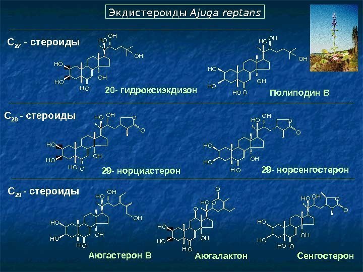   C 28 - стероиды  Экдистероиды Ajuga reptans  OH OH HО