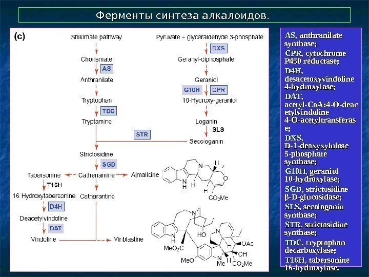  Ферменты синтеза алкалоидов.  AS,  anthranilate synthase;  CPRCPR , cytochrome P