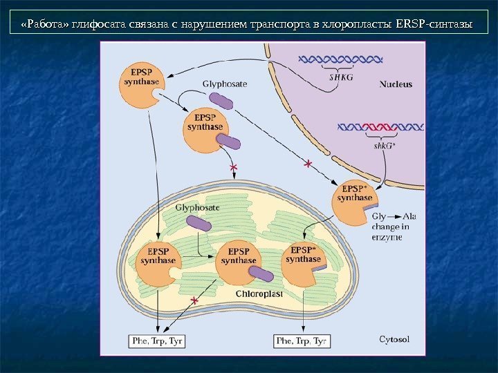  «Работа» глифосата связана с нарушением транспорта в хлоропласты ERSP -синтазы  