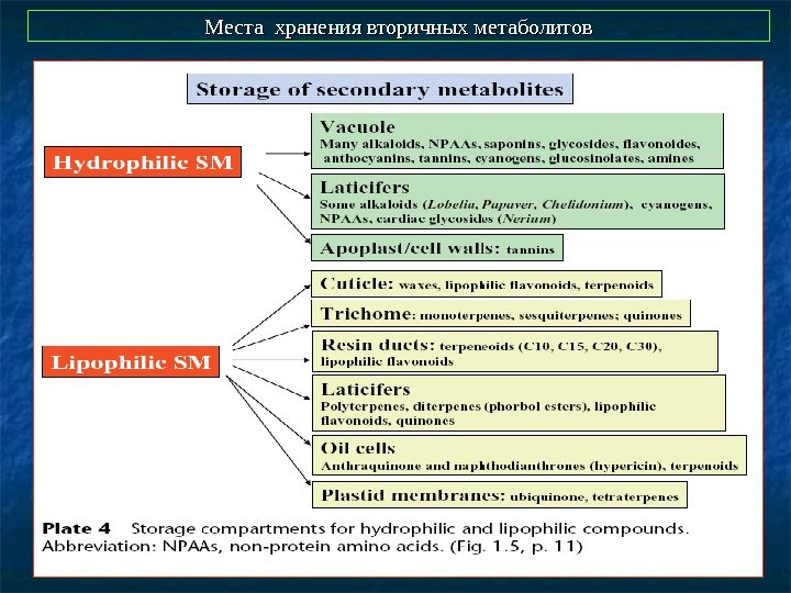   Места хранения вторичных метаболитов 