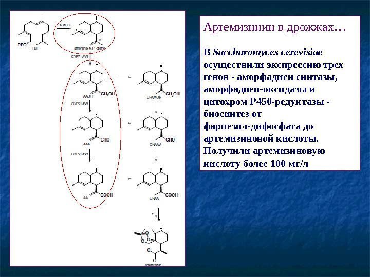   Артемизинин в дрожжах… В Saccharomyces cerevisiae осуществили экспрессию трех генов - аморфадиен