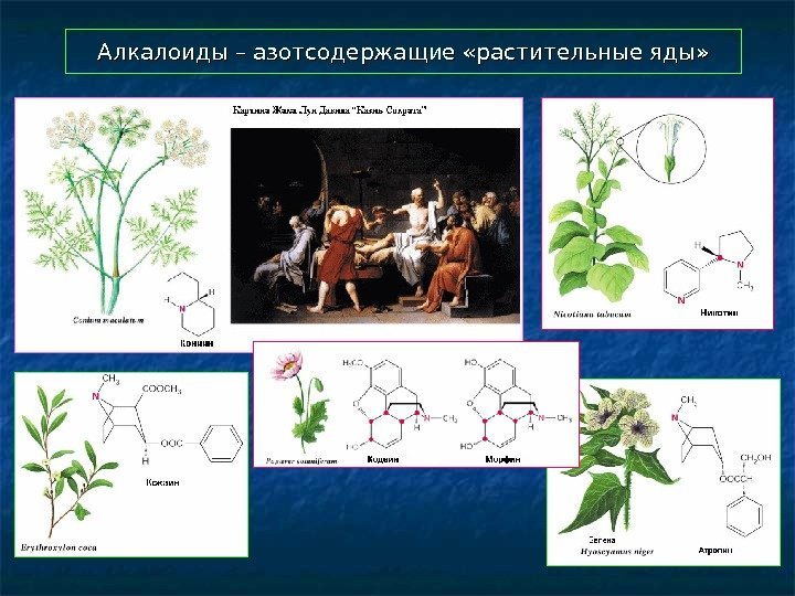  Алкалоиды – азотсодержащие «растительные яды» 