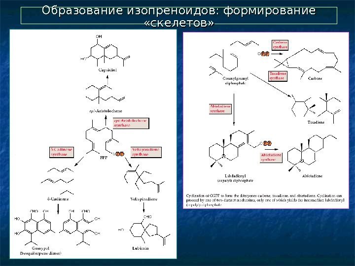  Образование изопреноидов: формирование  «скелетов» 