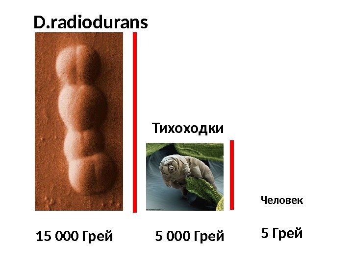 D. radiodurans 15 000 Грей Человек 5 Грей Тихоходки 5 000 Грей 