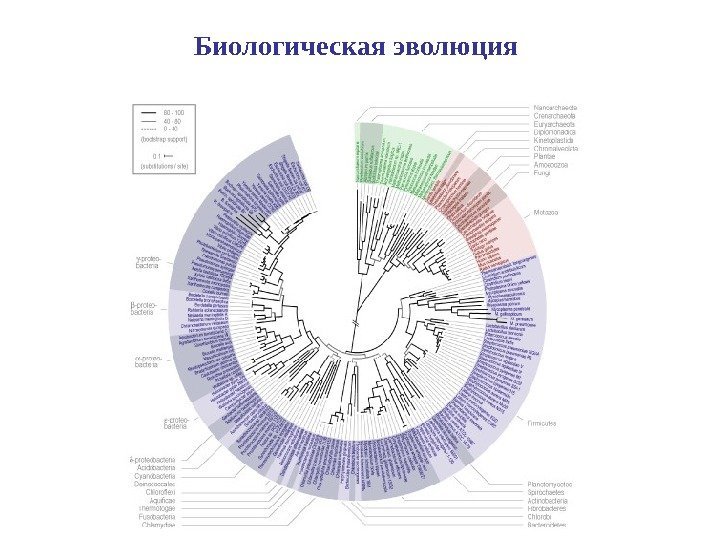 Биологическая эволюция 