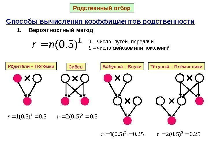 Способы вычисления коэффициентов родственности 1. Вероятностный метод n – число ”путей” передачи L –