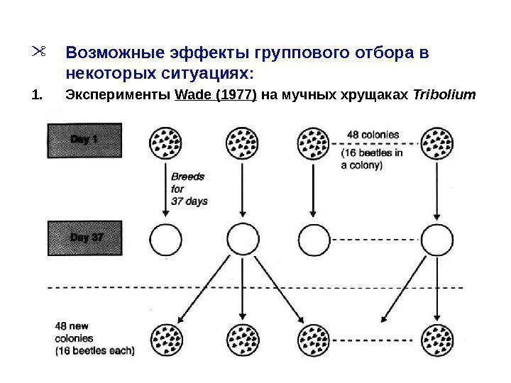  Возможные эффекты группового отбора в некоторых ситуациях: 1. Эксперименты Wade (1977) на мучных