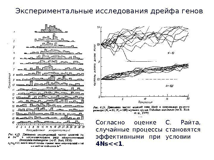 Экспериментальные исследования дрейфа генов Согласно оценке С.  Райта,  случайные процессы становятся эффективными