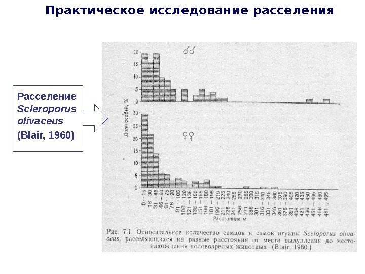 Практическое исследование расселения  Расселение Scleroporus olivaceus  (Blair, 1960) 