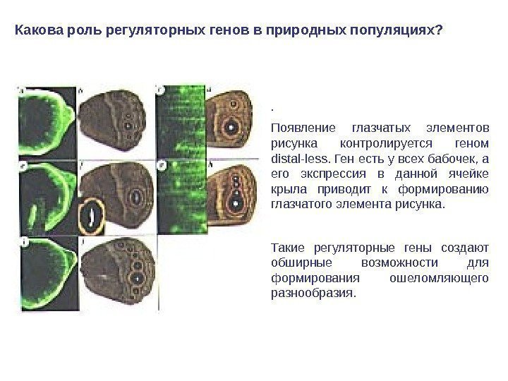 Какова роль регуляторных генов в природных популяциях? .  Появление глазчатых элементов рисунка контролируется