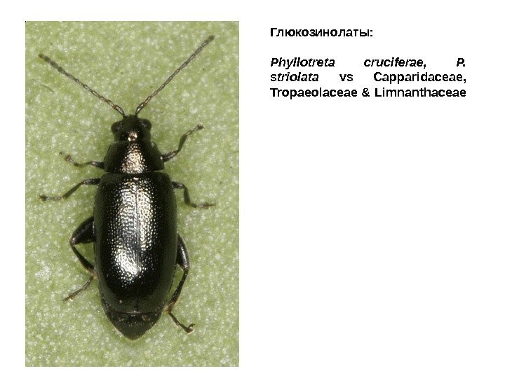 Глюкозинолаты: Phyllotreta cruciferae,  P.  striolata  vs Capparidaceae,  Tropaeolaceae & Limnanthaceae