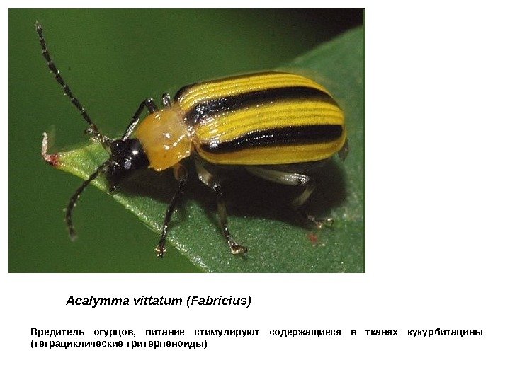 Acalymma  vittatum  (Fabricius)  Вредитель огурцов,  питание стимулируют содержащиеся в тканях