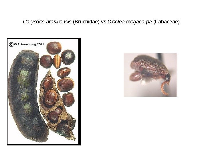 Caryedes brasiliensis (Bruchidae) vs Dioclea megacarpa (Fabaceae) 