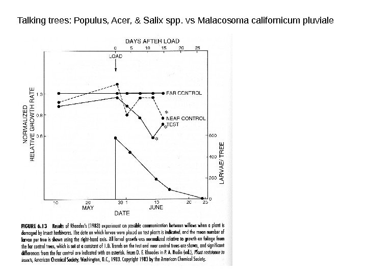 Talking trees: Populus, Acer, & Salix spp. vs Malacosoma californicum pluviale 