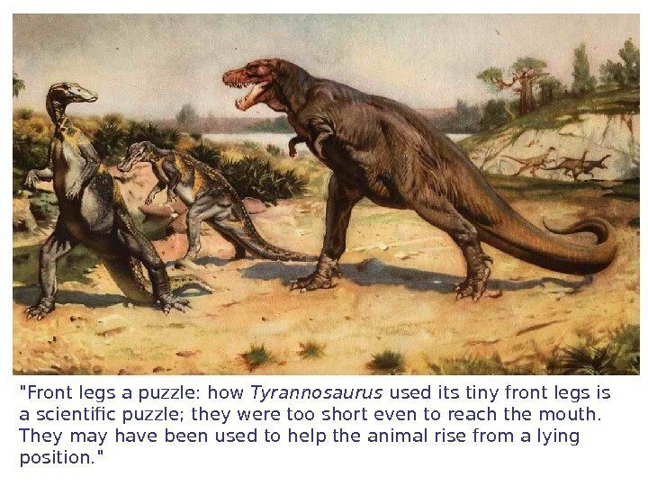 Front legs a puzzle: how Tyrannosaurus used its tiny front legs is a scientific