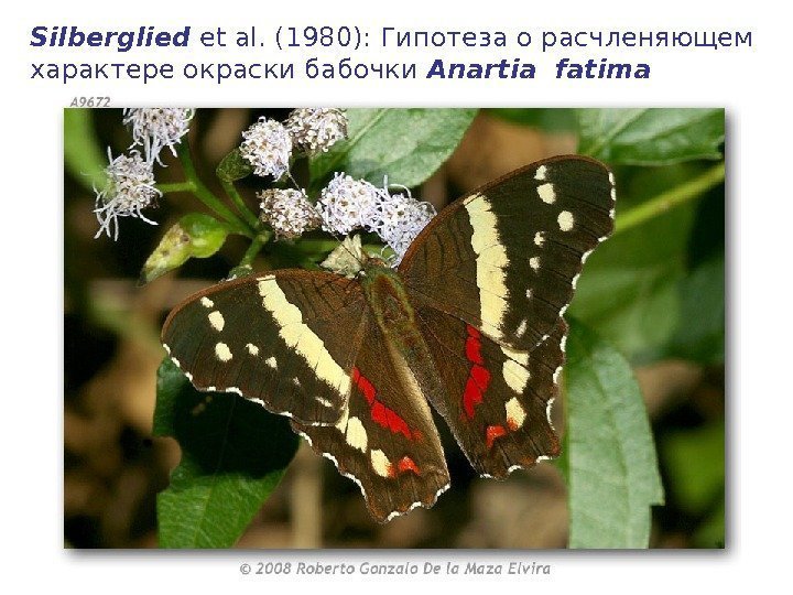 Silberglied et al. (1980): Гипотеза о расчленяющем характере окраски бабочки Anartia fatima  