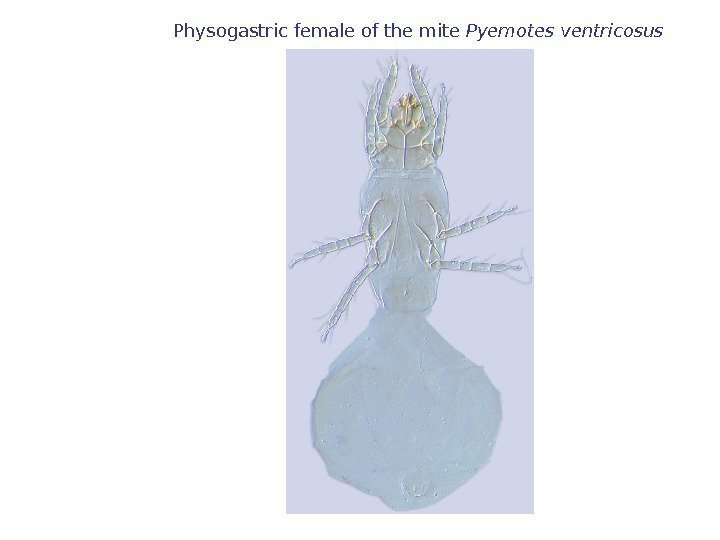 Physogastric female of the mite Pyemotes ventricosus  