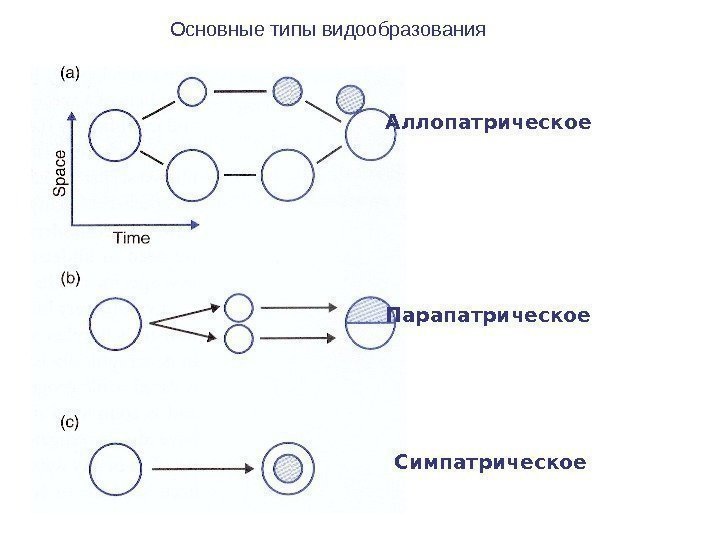 Аллопатрическое Парапатрическое Симпатрическое. Основные типы видообразования 