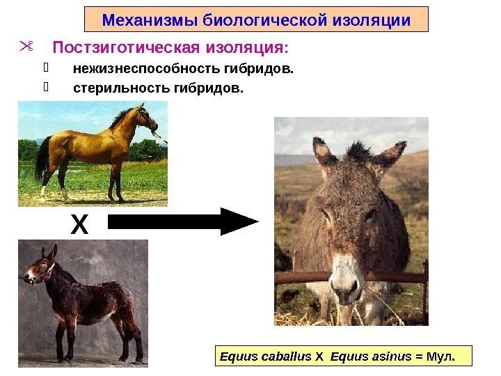 Equus caballus X  Equus asinus = Мул. X Механизмы биологической изоляции Постзиготическая изоляция: