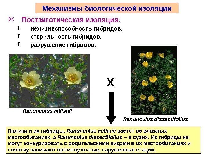 Лютики и их гибриды.  Ranunculus millanii растет во влажных местообитаниях, а Ranunculus dissectifolius