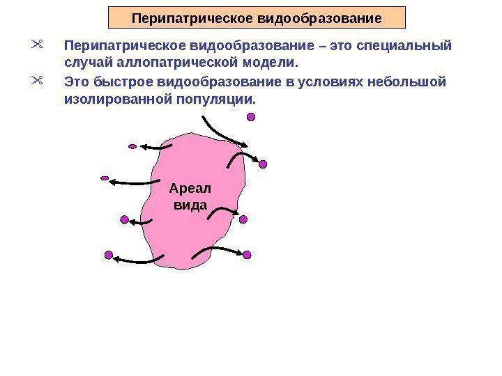 Перипатрическое видообразование – это специальный случай аллопатрической модели.  Это быстрое видообразование в условиях