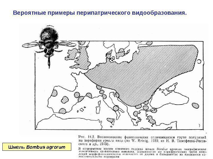 Вероятные примеры перипатрического видообразования. Шмель Bombus agrorum 