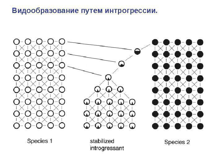 Видообразование путем интрогрессии. 