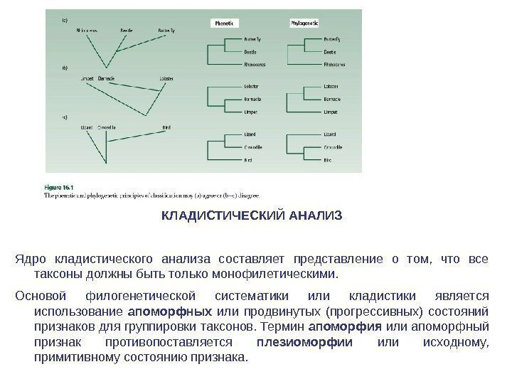 КЛАДИСТИЧЕСКИЙ АНАЛИЗ Ядро кладистического анализа составляет представление о том,  что все таксоны должны