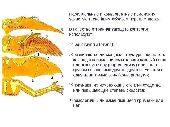 Параллельные и конвергентные изменения зачастую теснейшим образом переплетаются В качестве отграничивающего критерия используют: ранг