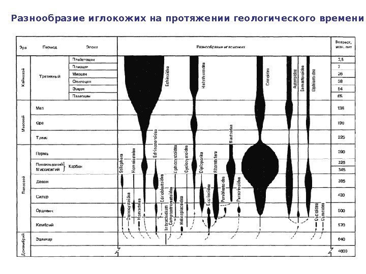 Разнообразие иглокожих на протяжении геологического времени 