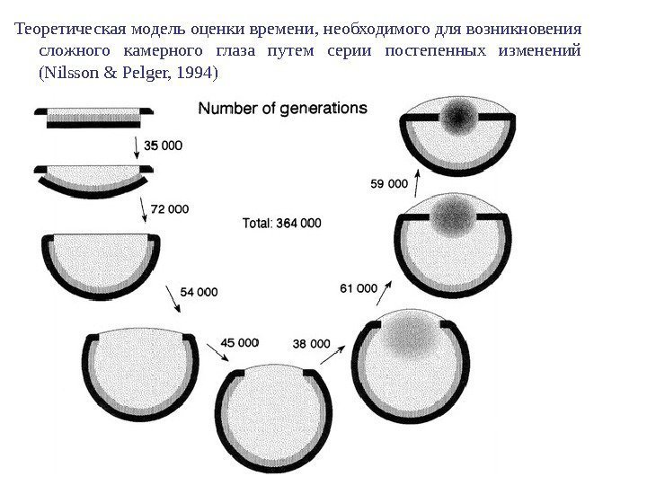 Теоретическая модель оценки времени, необходимого для возникновения сложного камерного глаза путем серии постепенных изменений