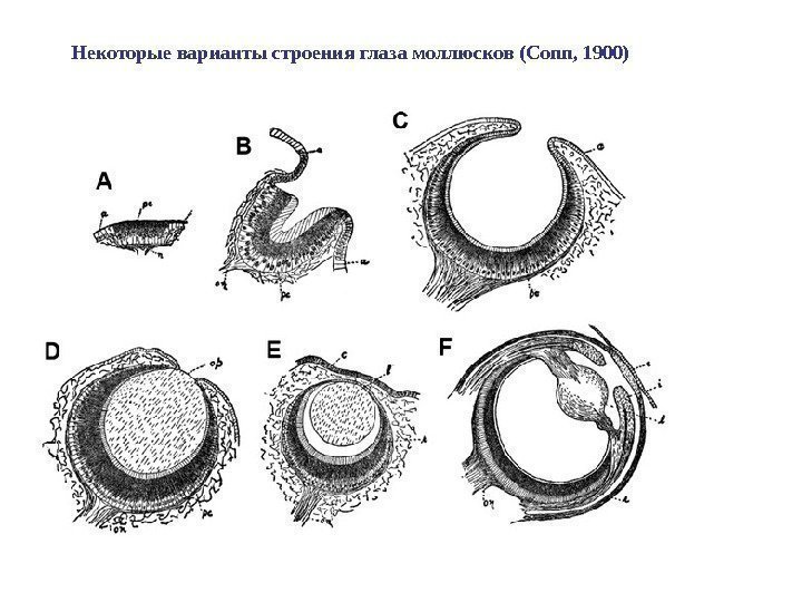 Некоторые варианты строения глаза моллюсков (Conn, 1900) 