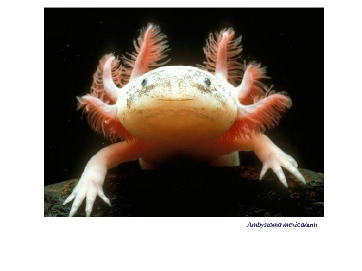 Ambystoma mexicanum  