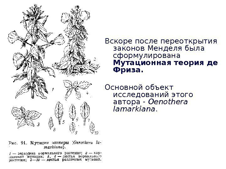 Вскоре после переоткрытия законов Менделя была сформулирована  Мутационная теория де Фриза. Основной объект