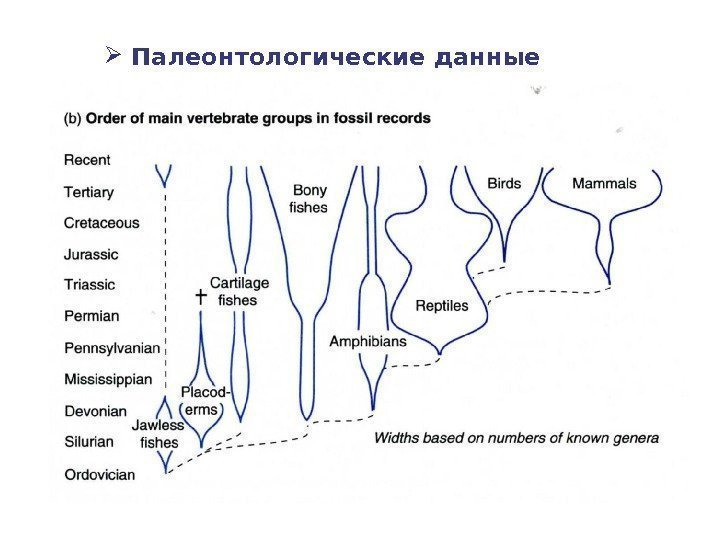  Палеонтологические данные 