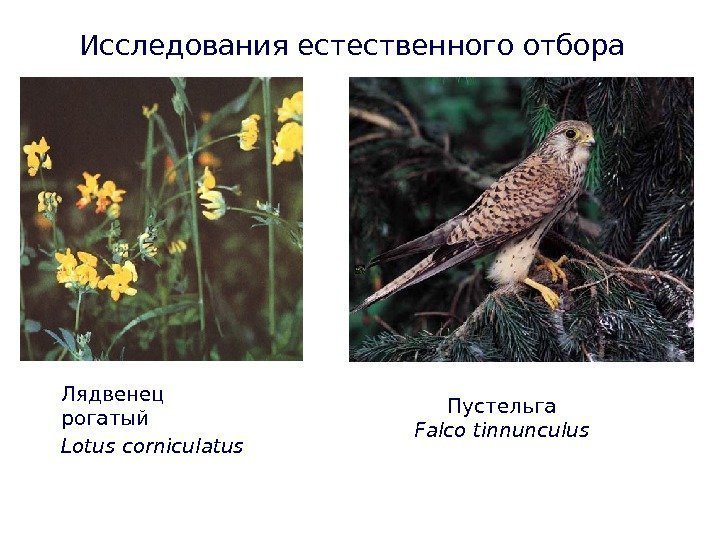 Лядвенец рогатый Lotus corniculatus Исследования естественного отбора Пустельга  Falco tinnunculus  