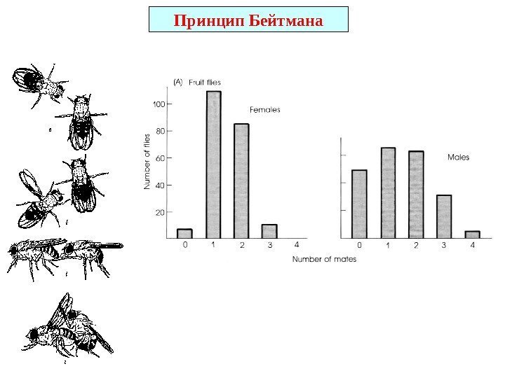 Принцип Бейтмана 