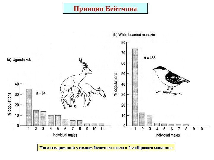 Принцип Бейтмана Число спариваний у самцов болотного козла и белобородого манакина 