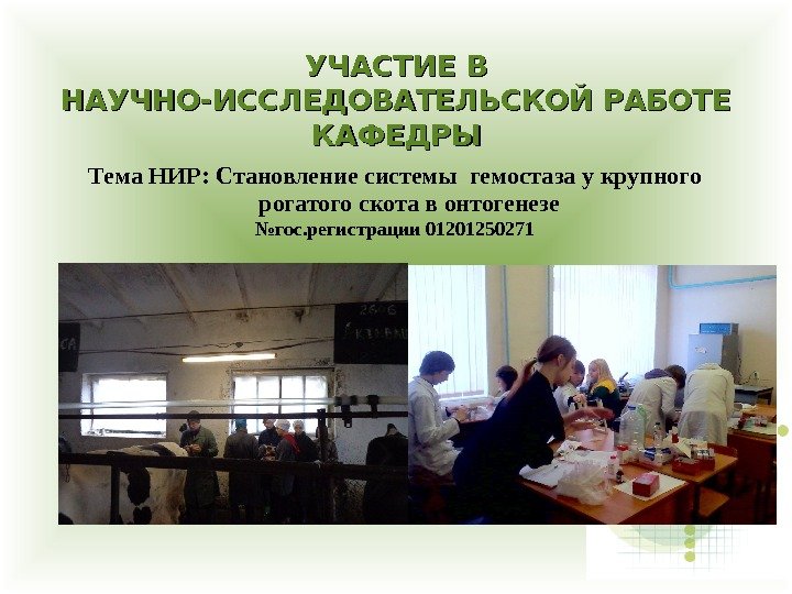 УЧАСТИЕ В НАУЧНО-ИССЛЕДОВАТЕЛЬСКОЙ РАБОТЕ КАФЕДРЫ Тема НИР: Становление системы  гемостаза у крупного рогатого