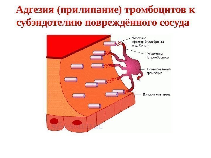 Адгезия (прилипание) тромбоцитов к субэндотелию повреждённого сосуда  