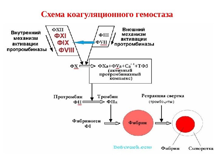  Схема коагуляционного гемостаза 