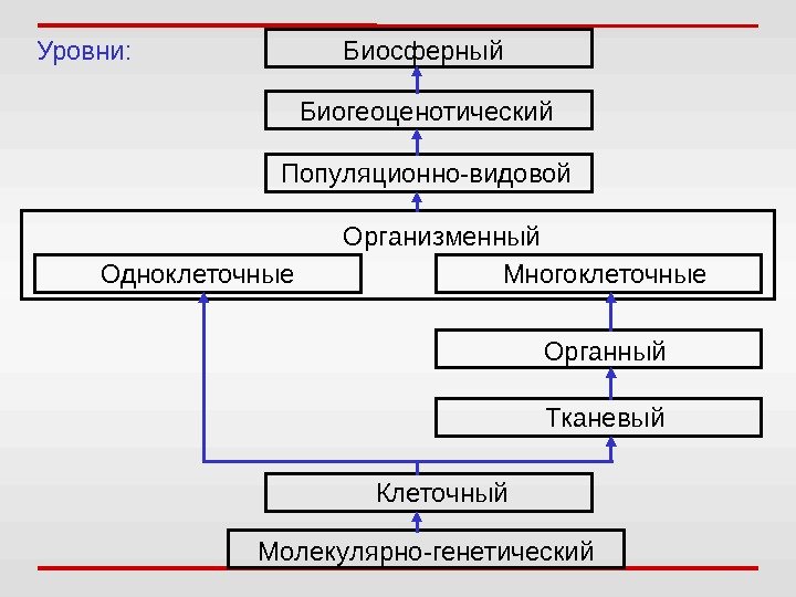 Уровни: Биосферный Биогеоценотический Популяционно-видовой Организменный Одноклеточные Многоклеточные Органный Тканевый Клеточный Молекулярно-генетический 