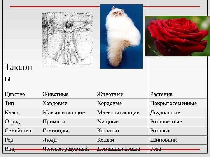 Таксон ы Царство Животные Растения Тип Хордовые Покрытосеменные Класс Млекопитающие Двудольные Отряд Приматы Хищные