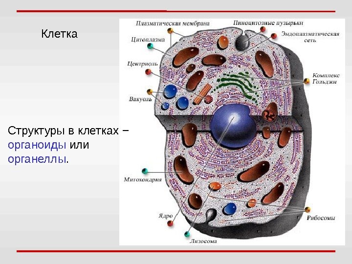 Клетка Структуры в клетках − органоиды или органеллы. 