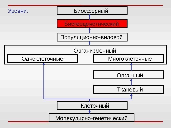 Уровни: Биосферный Популяционно-видовой Организменный Одноклеточные Многоклеточные Органный Тканевый Клеточный Молекулярно-генетический Биогеоценотический 