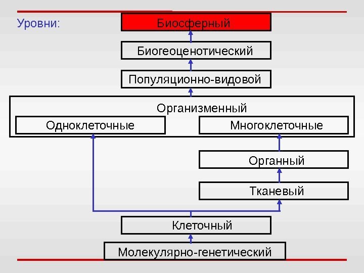 Уровни: Биосферный Биогеоценотический Популяционно-видовой Организменный Одноклеточные Многоклеточные Органный Тканевый Клеточный Молекулярно-генетический 